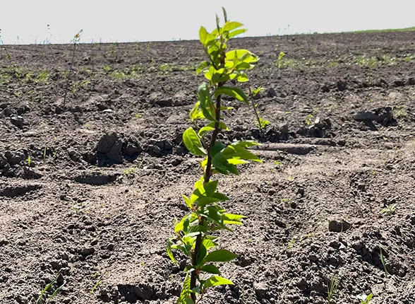 Shield Dryplus is sustainable, FSC certified, and partners with Eccotree